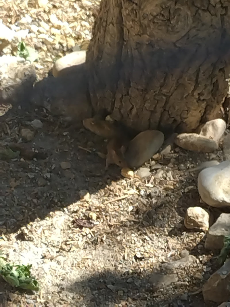 souris domestique — Bild 5