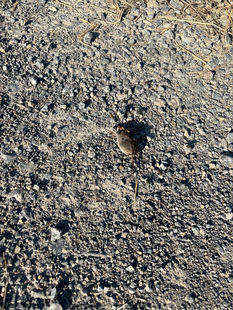 souris domestique — photo 2 sur 18