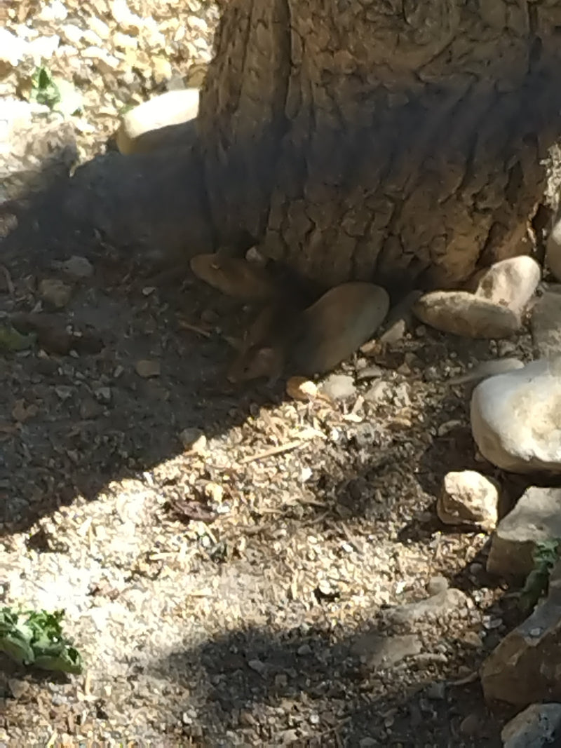 souris domestique — Bild 3