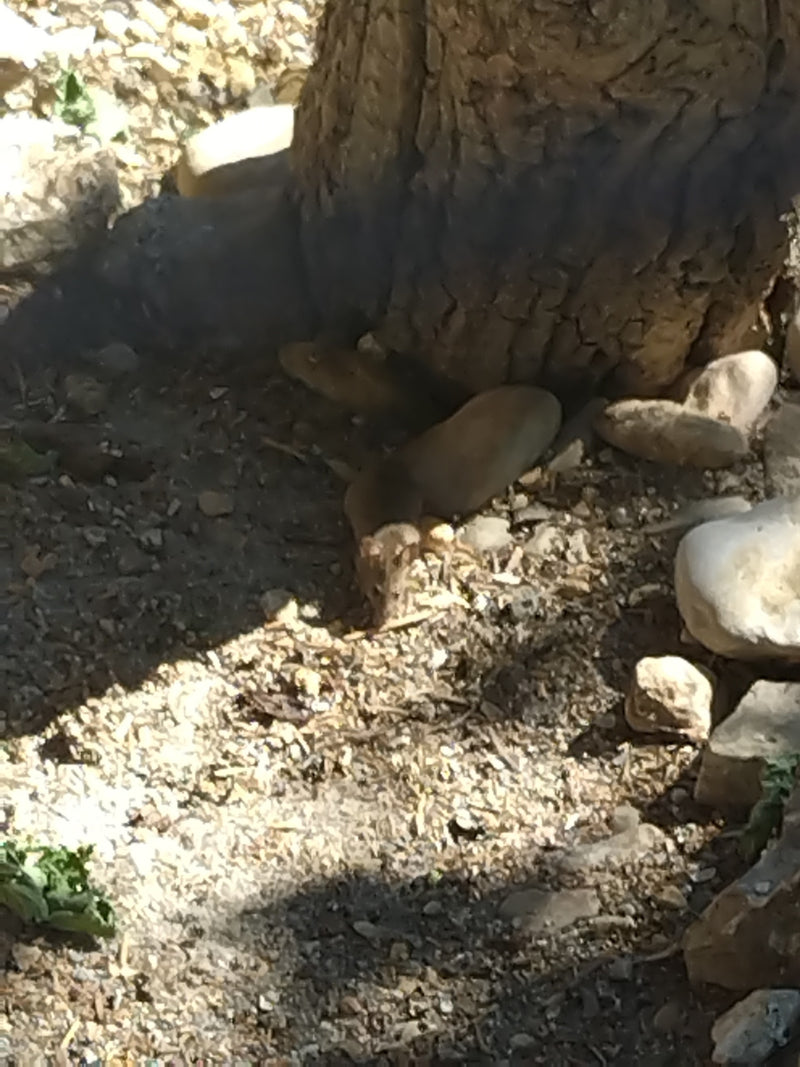 souris domestique — Bild 2