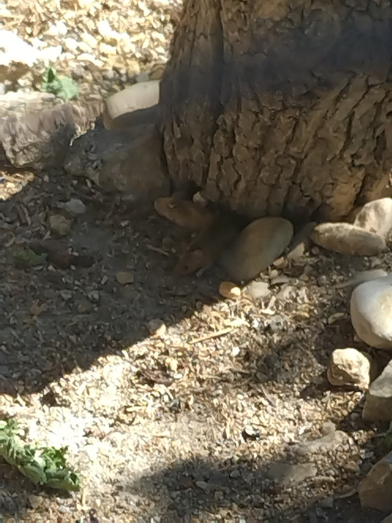 souris domestique — Bild 4