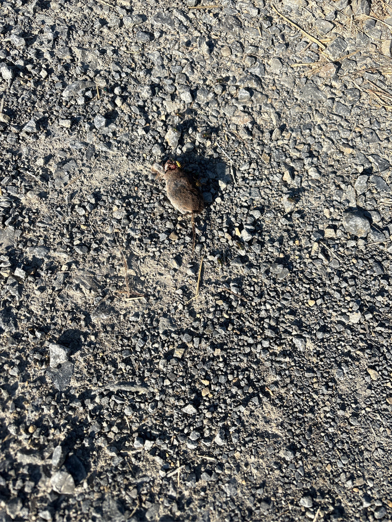 souris domestique — photo 1 sur 18