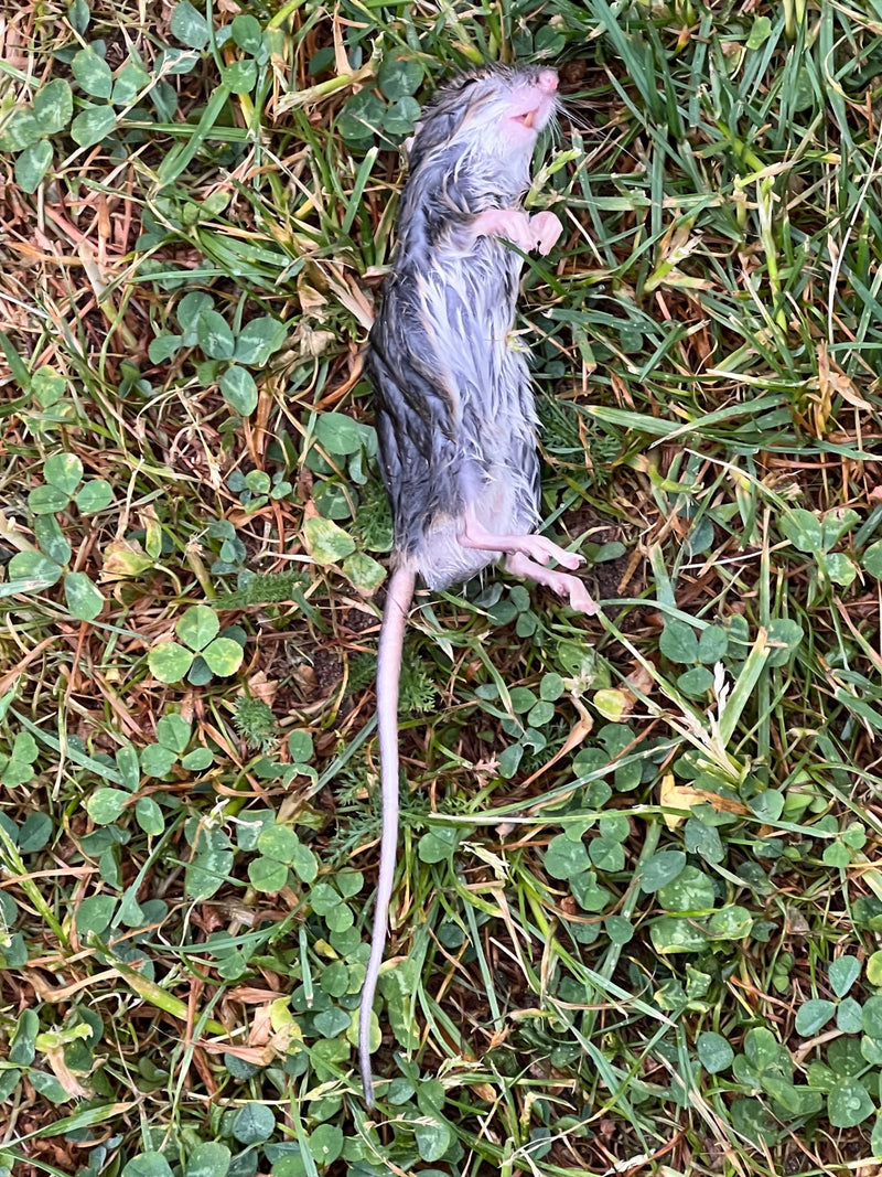souris domestique — Bild 1