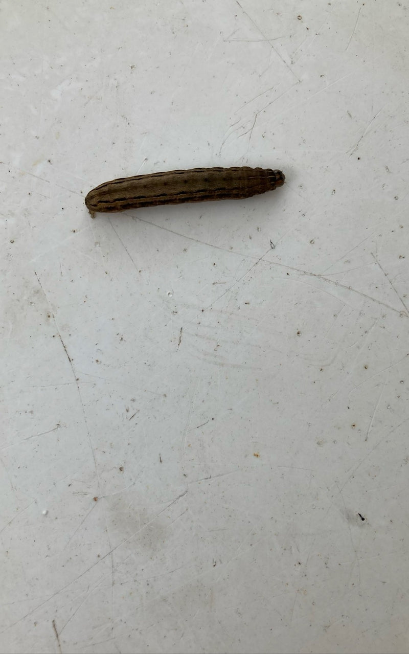 Chenille de mère au foyer dans l'appartement — Bild 1
