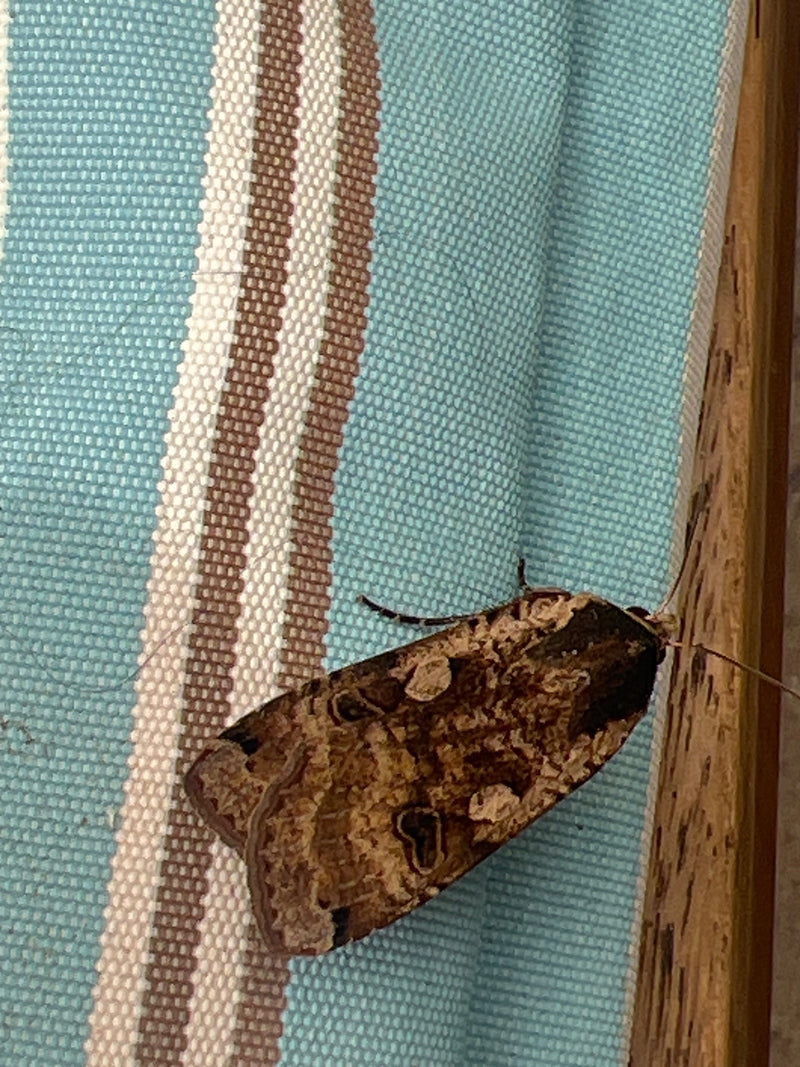 Un hibou ou fiancée se repose sur un tissu à motifs. Les motifs caractéristiques des ailes de l'insecte sont bien visibles.