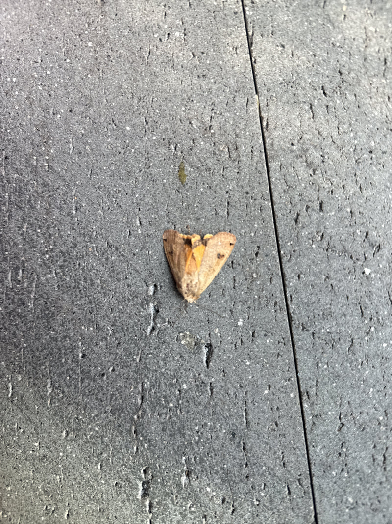 Un hibou repose sur un sol en pierre grise, les ailes légèrement entrouvertes. L'insecte reste immobile sur la surface dure.