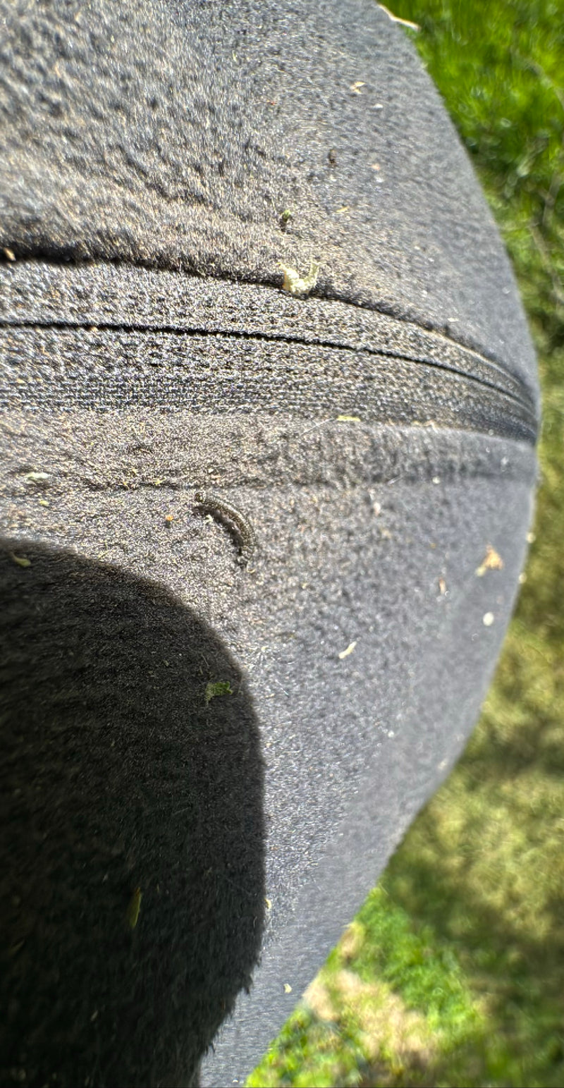 Une petite chenille est assise sur une surface en tissu sombre. L'animal est éloigné et difficile à reconnaître.