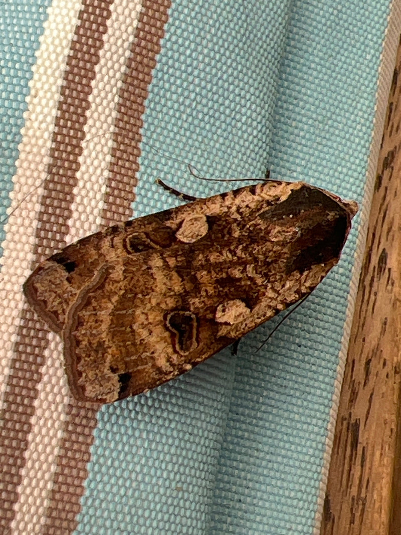 Chenille de mère au foyer dans l'appartement — photo 4 sur 29