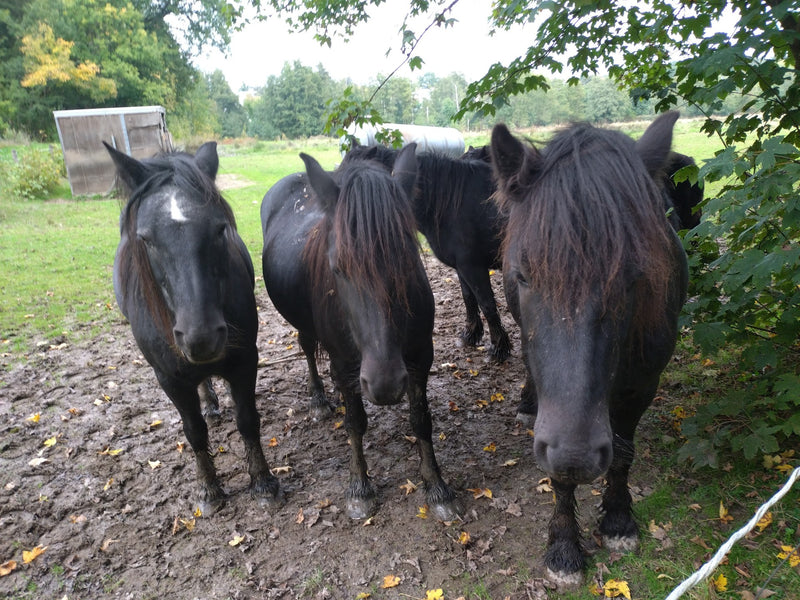 Cheval domestique — Bild 1