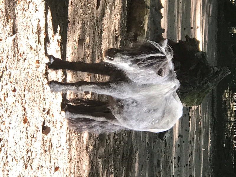Un cheval domestique au pelage clair et ébouriffé se tient sur un sol sablonneux devant un grand tronc d'arbre. Il regarde directement l'appareil photo.