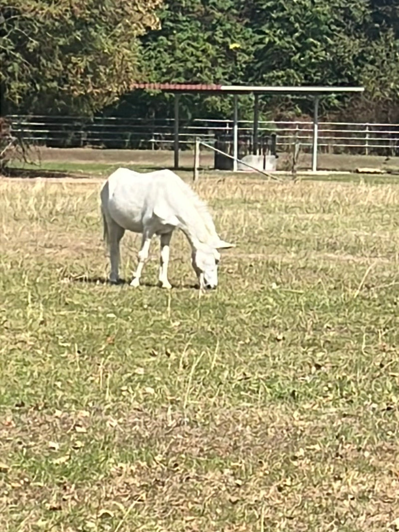 Cheval domestique — photo 3 sur 17