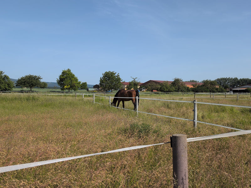 Cheval domestique — Bild 5