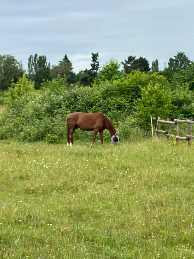Cheval domestique — Bild 2