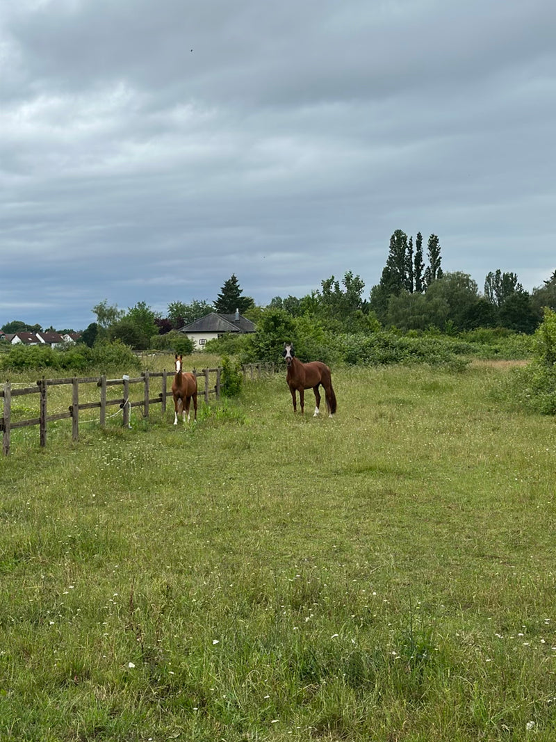 Cheval domestique — Bild 3