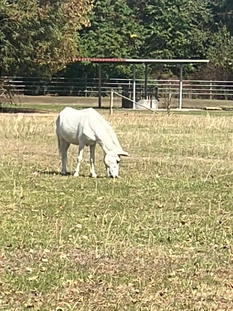 Cheval domestique — photo 2 sur 17