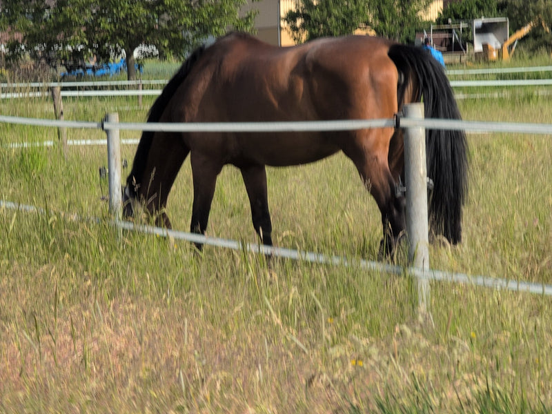 Cheval domestique — Bild 4