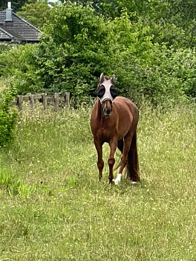 Cheval domestique — Bild 1
