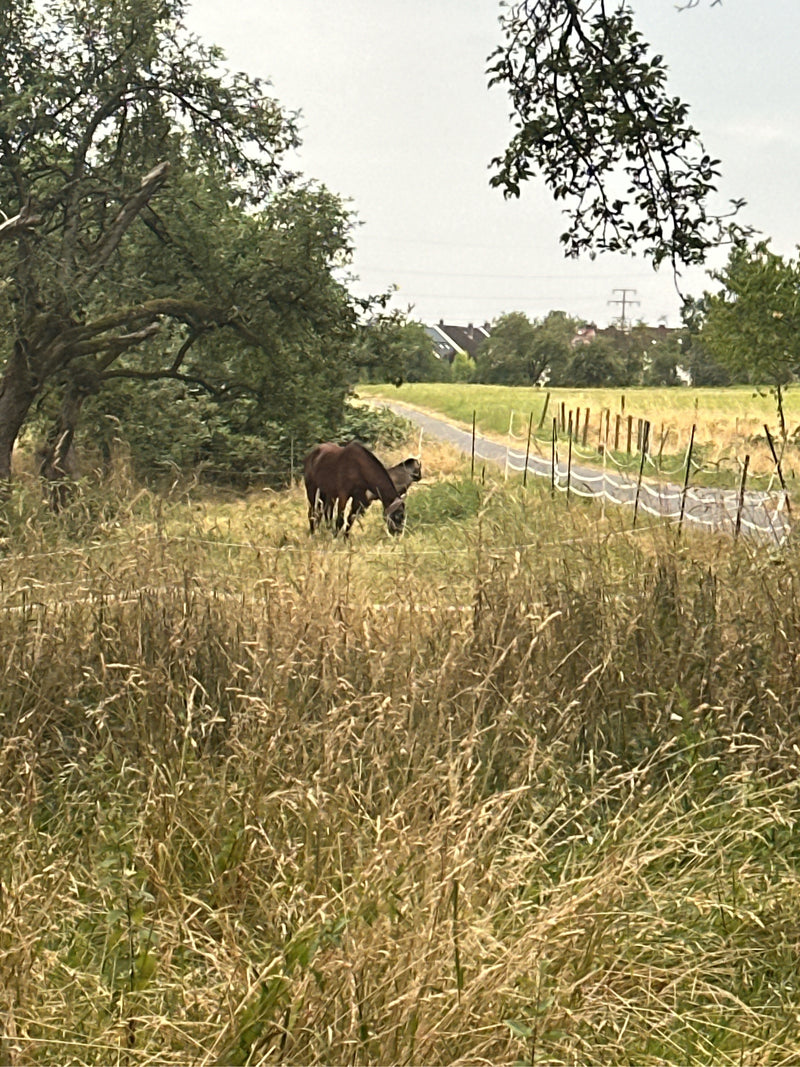 Cheval domestique — photo 1 sur 17