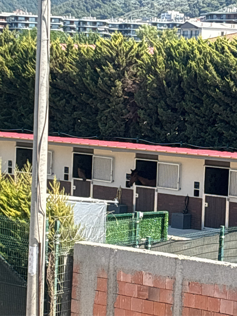 Cheval domestique — photo 5 sur 17