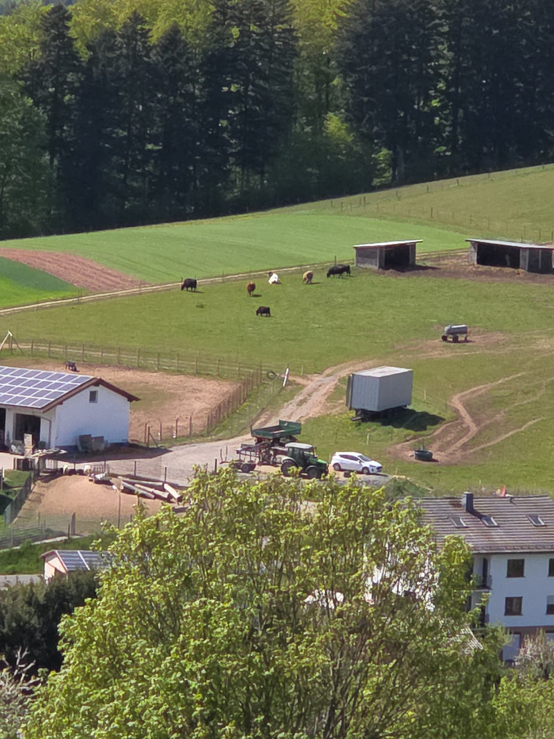 bétail domestique — Bild 1