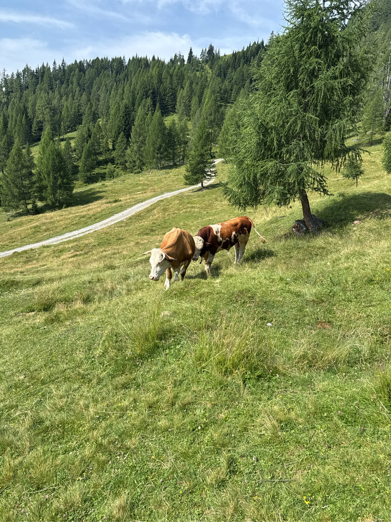 Deux vaches domestiques se trouvent sur un alpage verdoyant dans un paysage forestier vallonné. Les animaux sont baignés par la lumière du jour.