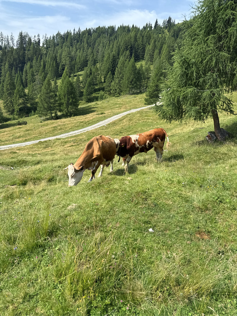 Deux bovins domestiques se tiennent sur un pré de montagne vert et paissent. En arrière-plan, un versant boisé s'étend sous un ciel lumineux.