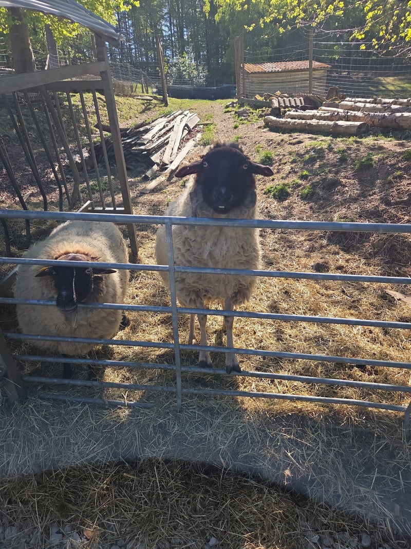 mouton domestique — Bild 1
