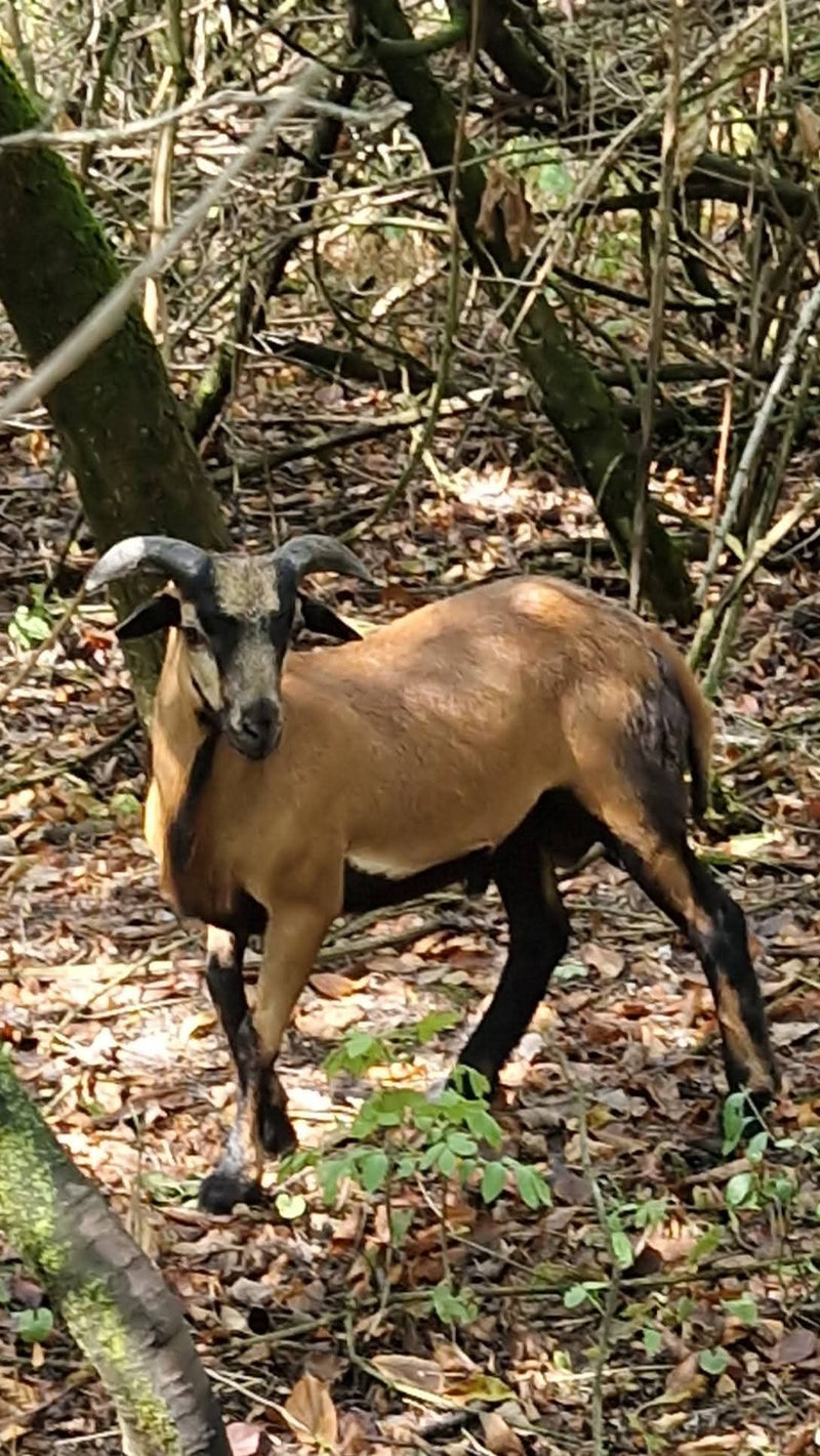 mouton domestique — photo 1 sur 19