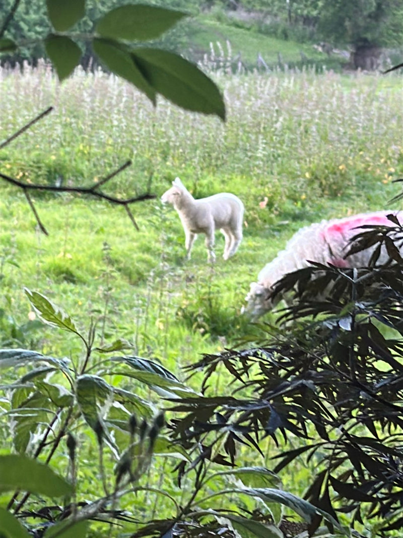 mouton domestique — Bild 2