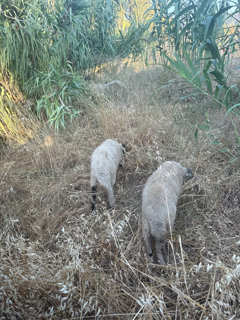 mouton domestique — photo 4 sur 19