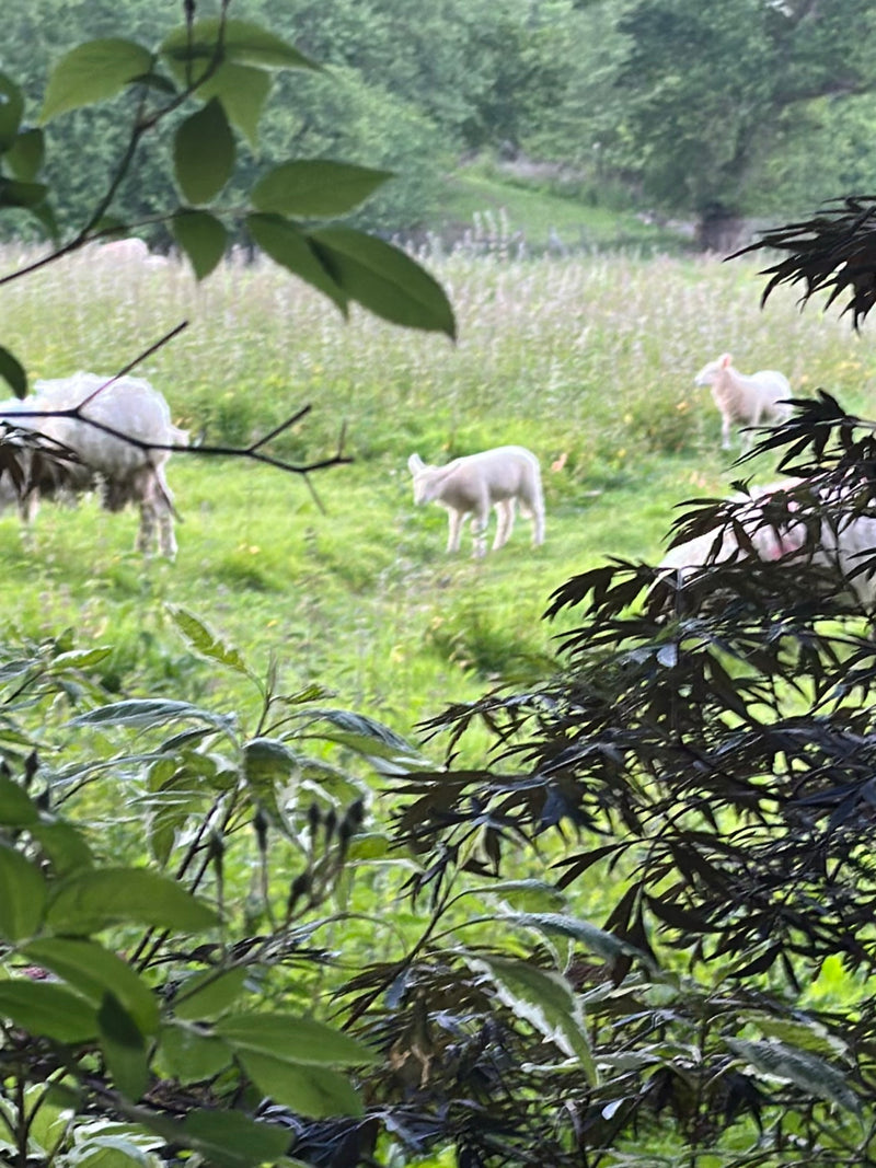 mouton domestique — Bild 1
