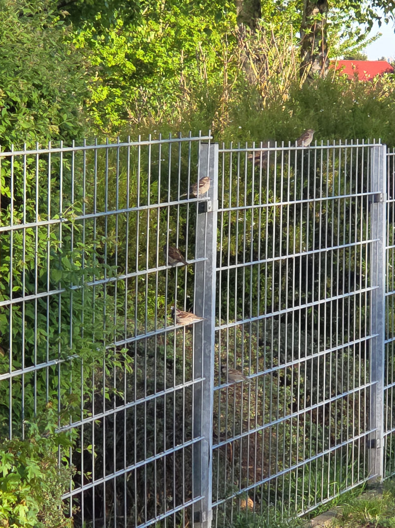 Passer domestique — Bild 1