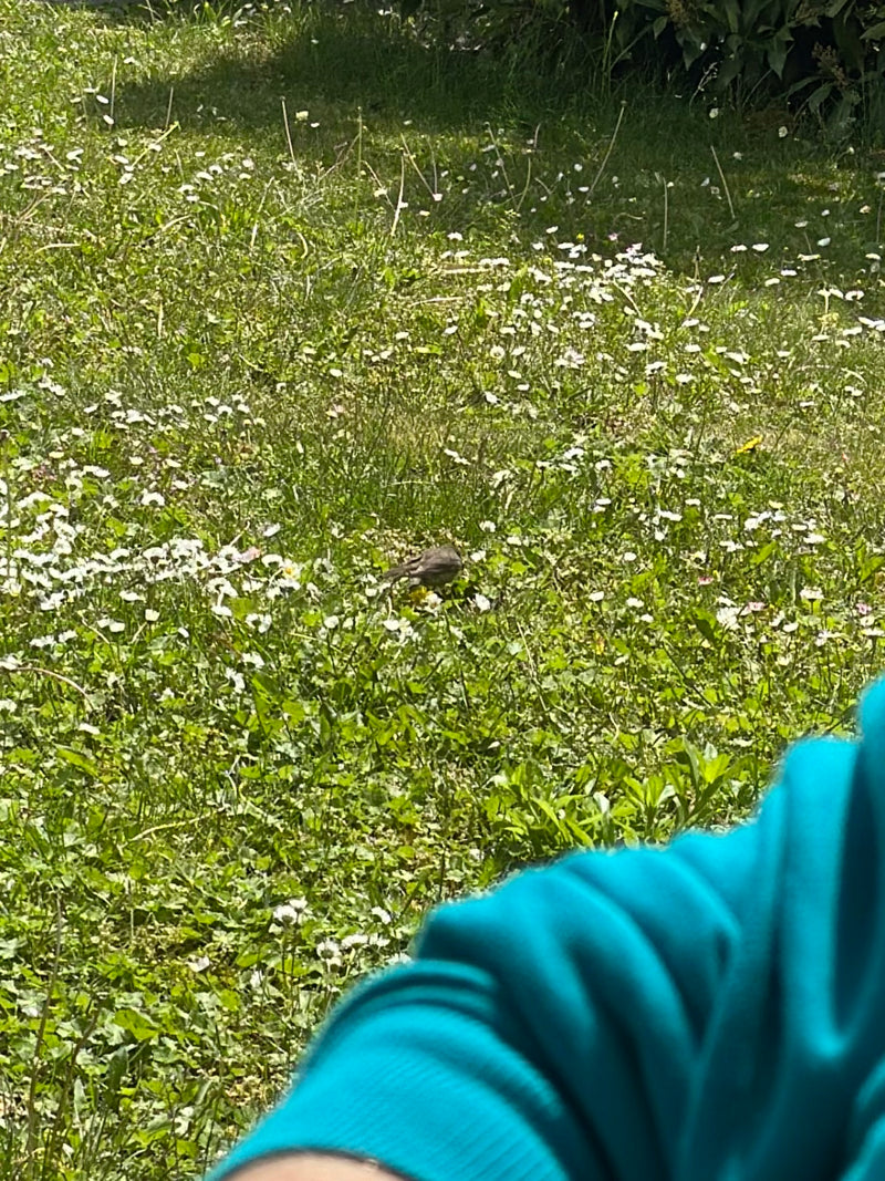 Un moineau domestique est assis dans les hautes herbes d'une prairie parmi de nombreuses pâquerettes. L'oiseau est photographié de loin et paraît assez petit.
