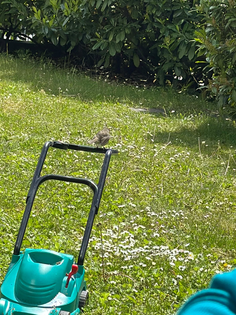 Un moineau domestique est posé sur le guidon d'une tondeuse à gazon dans un jardin. L'arrière-plan montre une pelouse verte et des buissons.