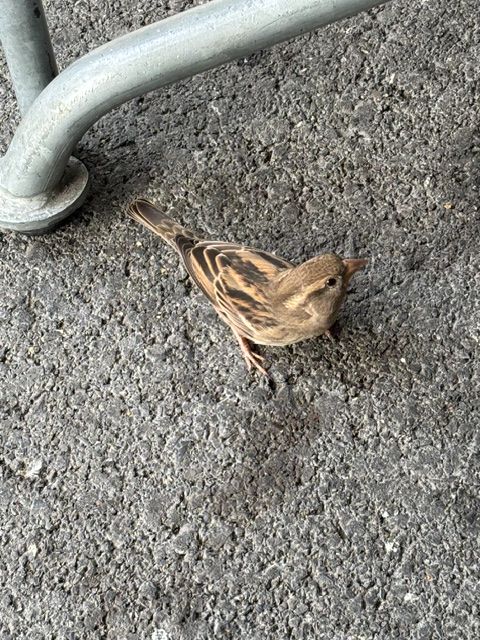 Une femelle de moineau domestique se tient sur un sol asphalté à côté d'un tube métallique et regarde vers le haut.
