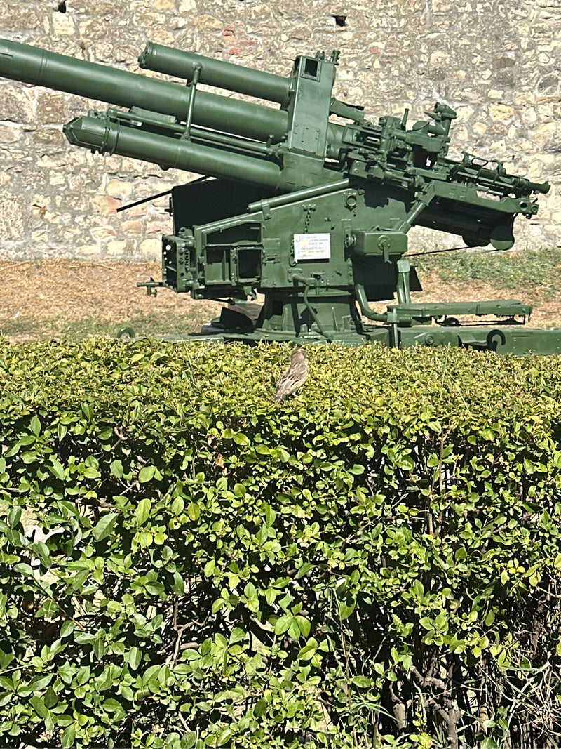Un petit oiseau est posé sur une haie verte. Un canon militaire est visible en arrière-plan.