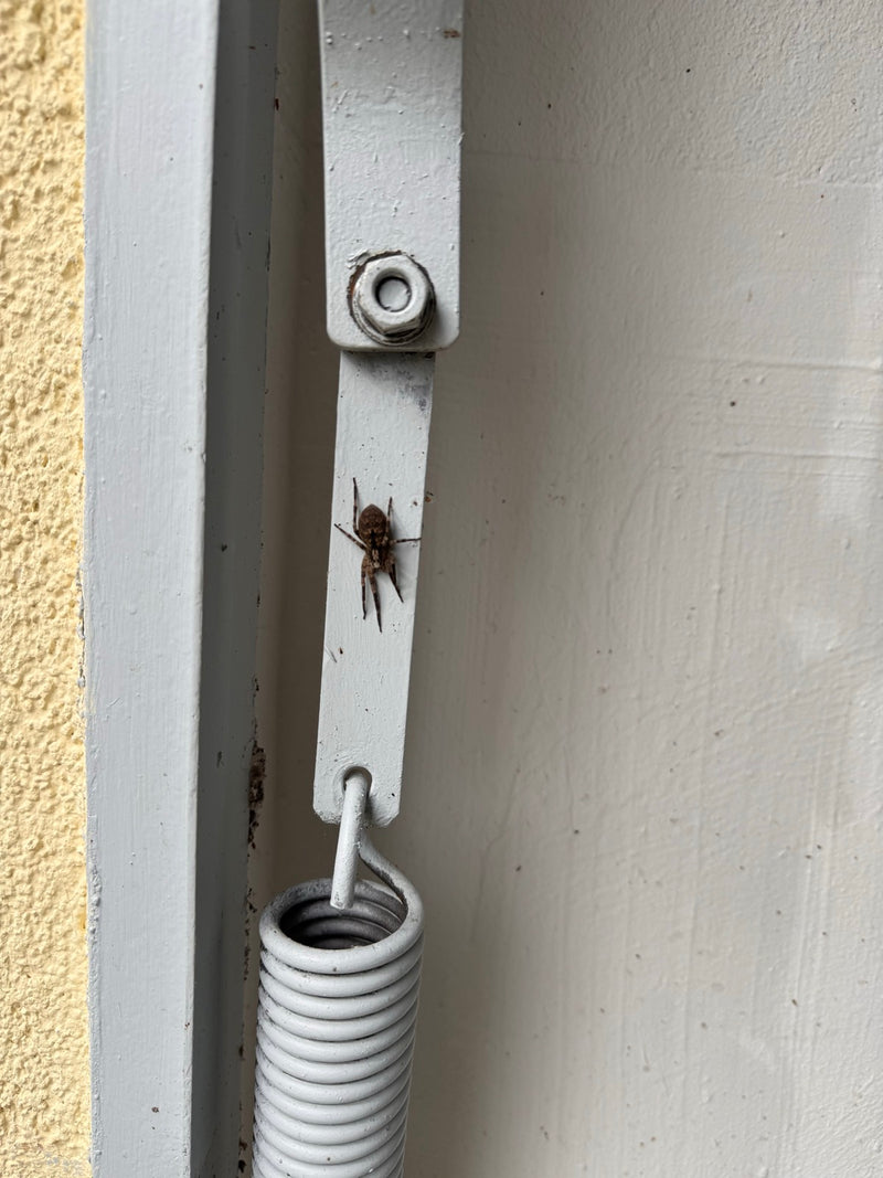 Araignée de maison — Bild 1