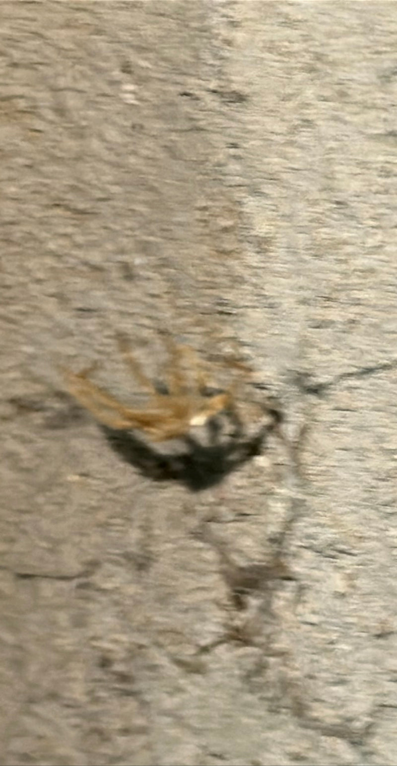 On aperçoit une tégénaire géante sur un plancher en bois. L'image est très floue.