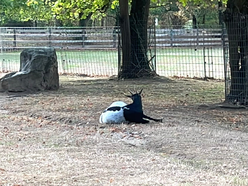 chèvre domestique — photo 1 sur 3