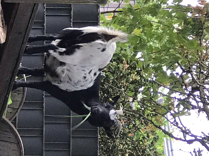 chèvre domestique — photo 2 sur 3