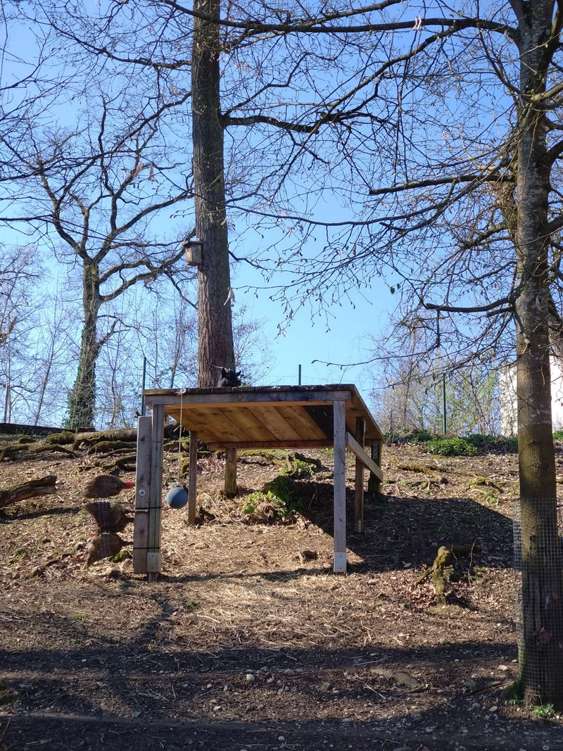 chèvre domestique — Bild 2