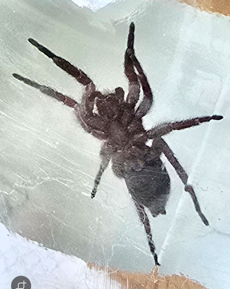 Araignée twister de maison — Bild 2