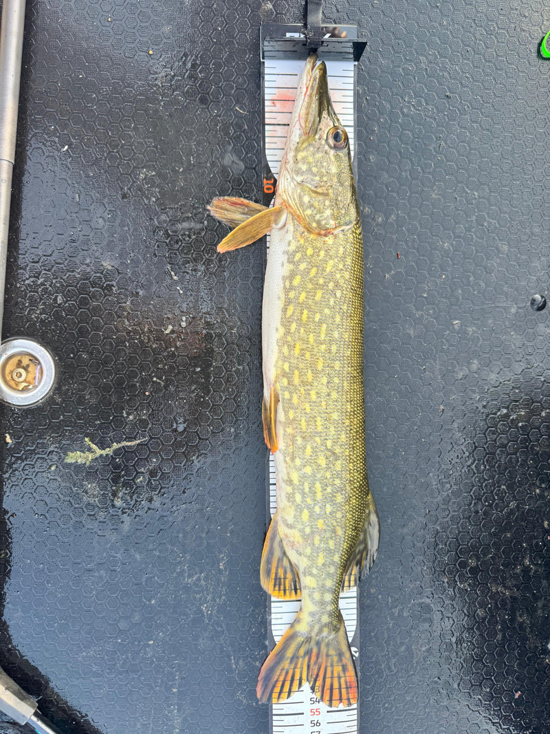 brochet — Bild 1