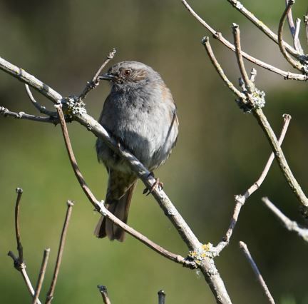 Un accenteur mouchet est posé sur un entrelacement de fines branches dénudées. Ce petit passereau se reconnait bien à son plumage gris.