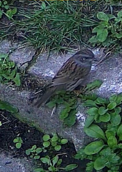Un accenteur mouchet est photographié d'en haut, perché sur une surface pierreuse au milieu de l'herbe et de la végétation basse.