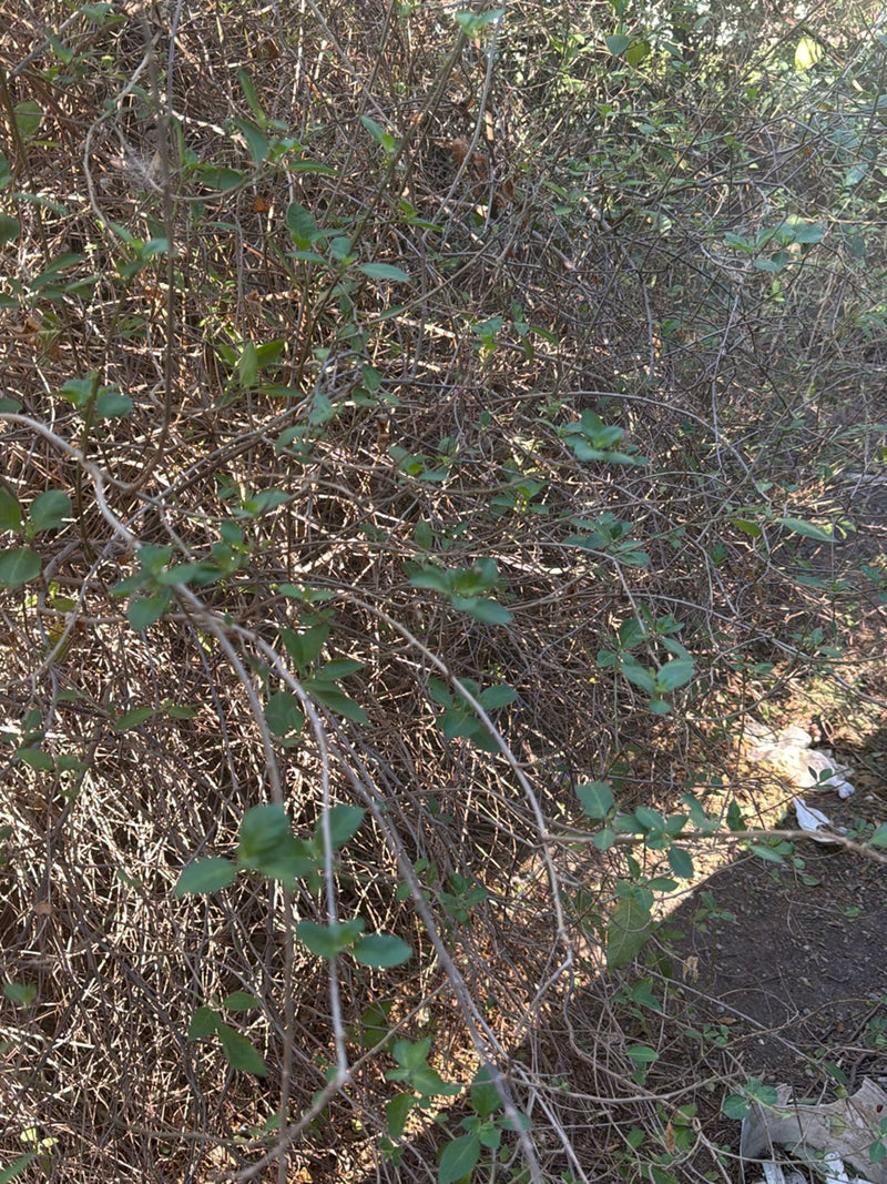 Chèvrefeuille — Bild 2