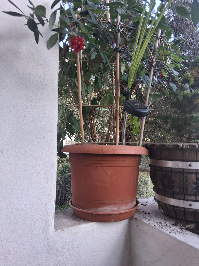 On peut voir un chèvrefeuille dans un pot de fleurs sur un balcon. Les feuilles vertes et les baies rouges sont clairement reconnaissables.