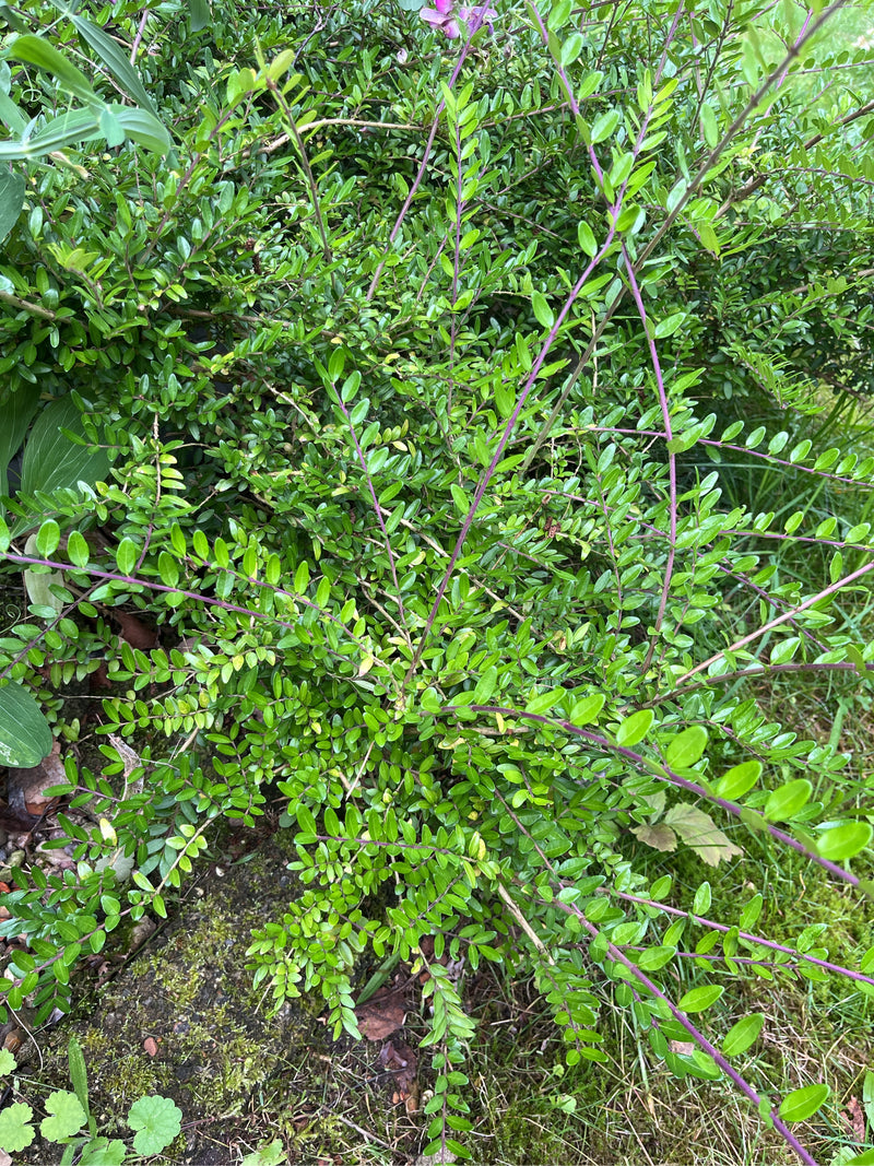 Myrte des haies — Bild 1