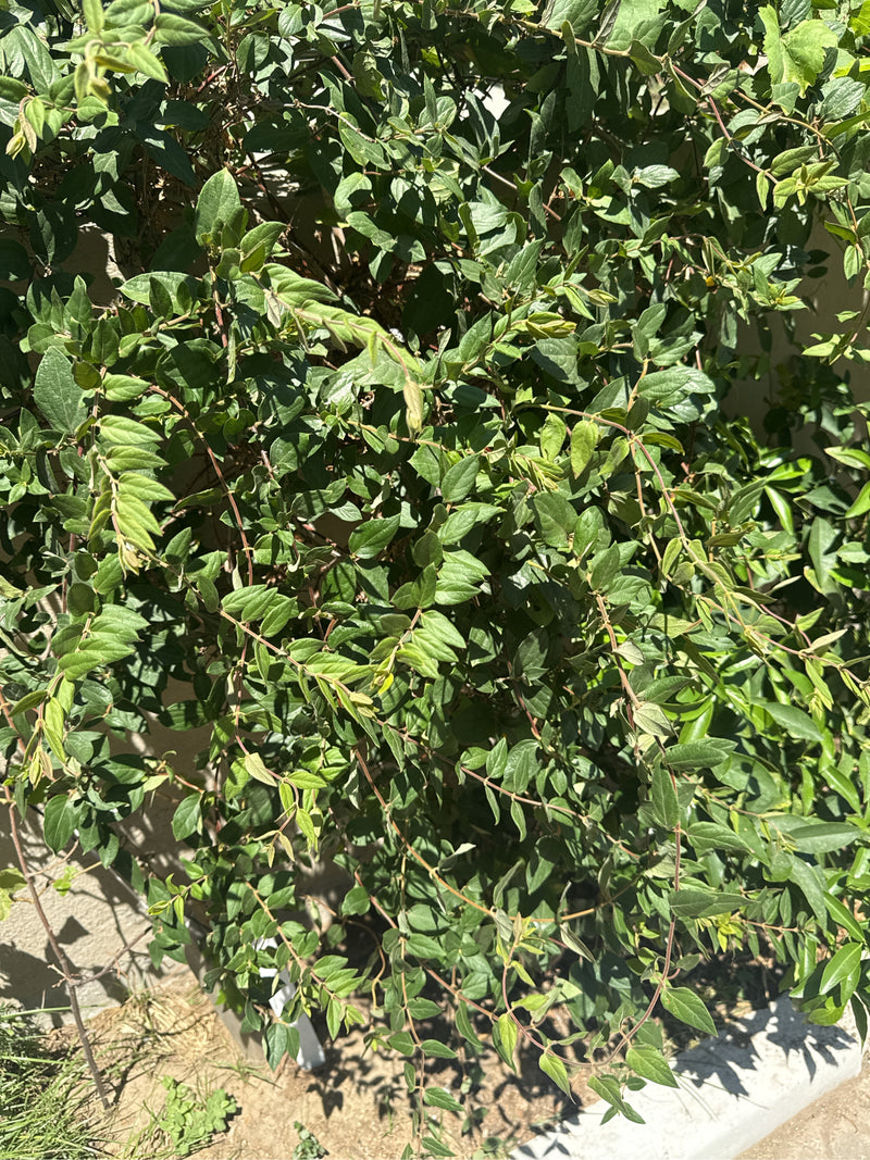 On peut voir un arbuste ramifié de chèvrefeuille nitide avec de nombreuses petites feuilles vertes.