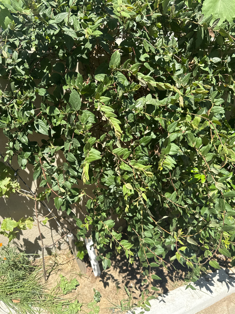 L'image montre un arbuste dense de chèvrefeuille porte-pendeloques avec de nombreuses petites feuilles vertes sur de fines branches. La plante pousse devant ...